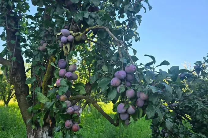 Secretul pentru fructe dulci și roade bogate anul viitor