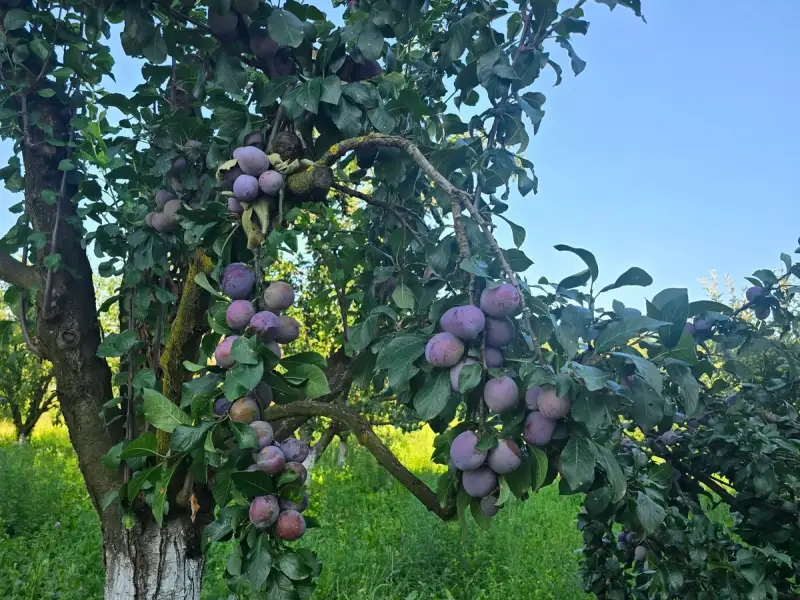 Secretul pentru fructe dulci și roade bogate anul viitor