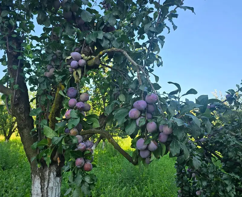 Secretul pentru fructe dulci și roade bogate anul viitor