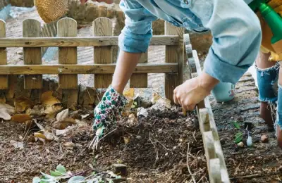 Maintaining a Weed-Free and Pest-Free Garden: Natural Methods and Effective Solutions for Plant Protection