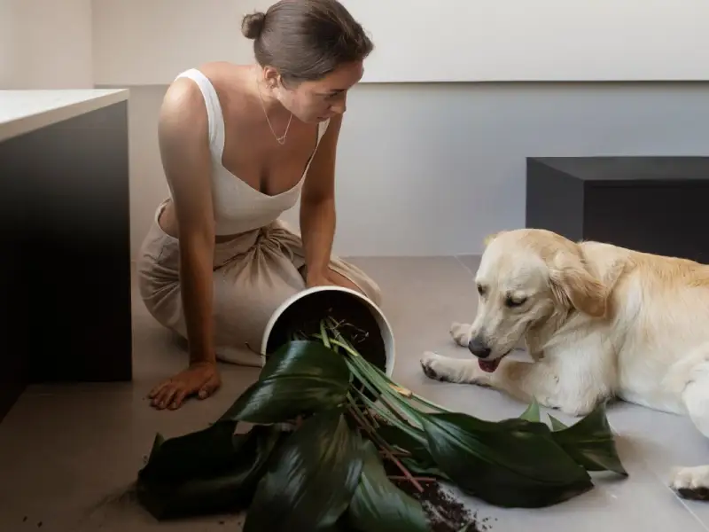 10 Trucuri pentru a menține casa curată dacă ai un animal de companie