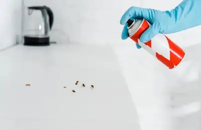 How to Get Rid of Kitchen Bugs in Your Home