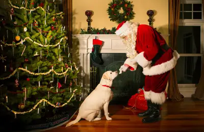 New Trends in Dog Food: Healthy Foods for Happy Pets