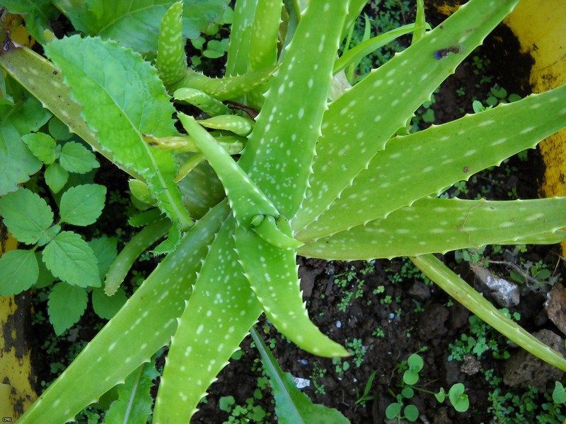 Cum se creste Aloe Vera?