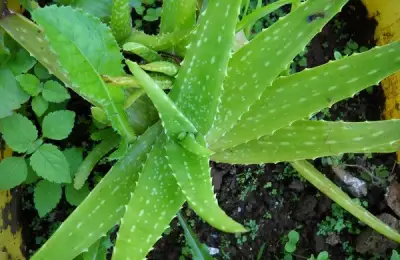 Growing Aloe Vera