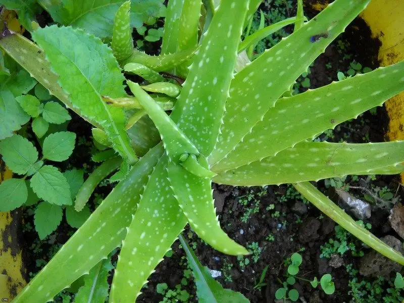 Cum se creste Aloe Vera?