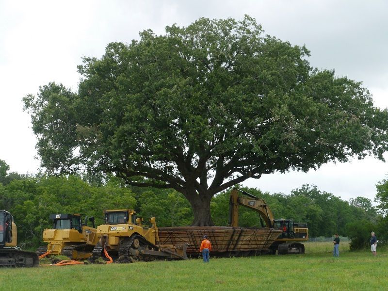 Moving a Century-Old Oak Tree: A VIDEO Guide