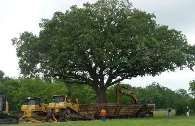 Moving a Century-Old Oak Tree: A VIDEO Guide