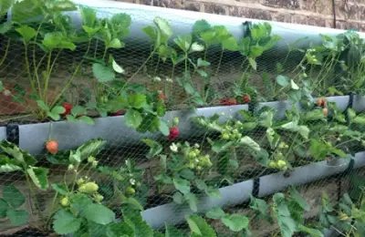 Garden Care: 9 Useful Tips