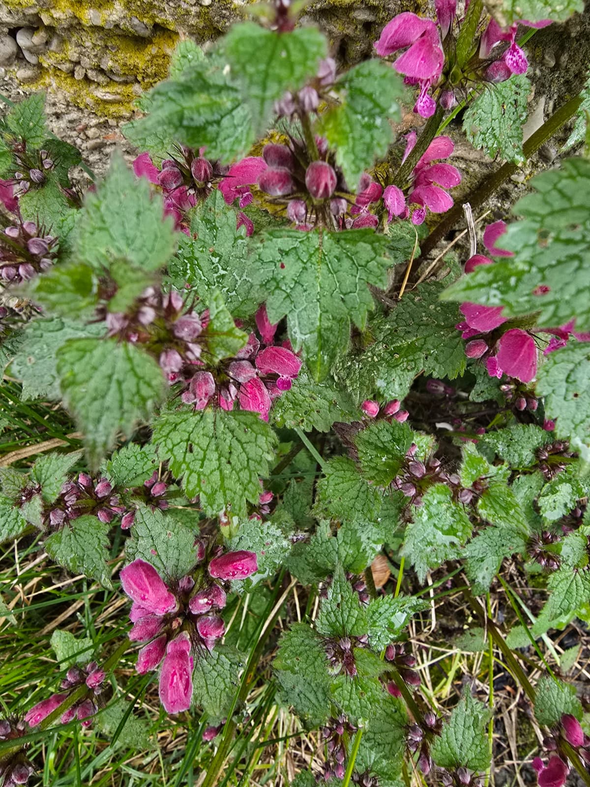Să înțelegem plantele. Viața secretă a plantelor, nevoile de bază ale plantelor. Cum să ai plante fericite.