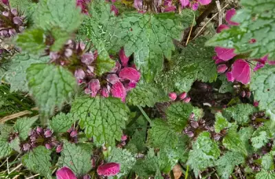 Să înțelegem plantele. Viața secretă a plantelor, nevoile de bază ale plantelor. Cum să ai plante fericite.