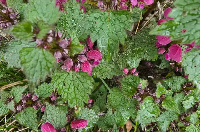 Să înțelegem plantele. Viața secretă a plantelor, nevoile de bază ale plantelor. Cum să ai plante fericite.