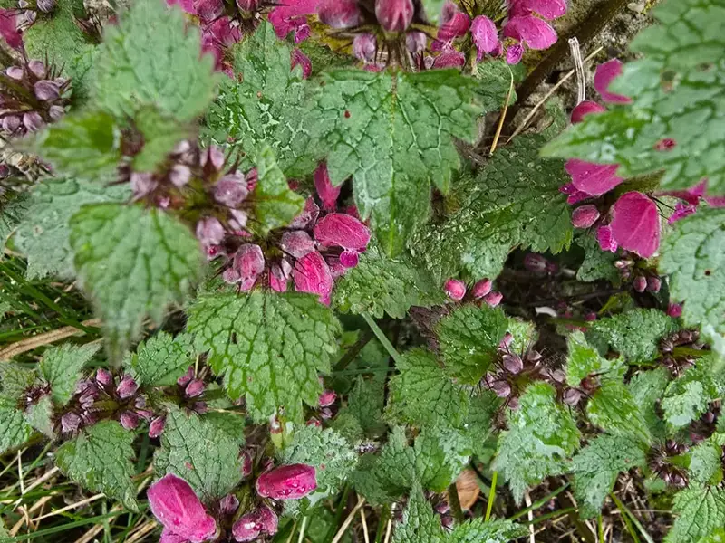Să înțelegem plantele. Viața secretă a plantelor, nevoile de bază ale plantelor. Cum să ai plante fericite.