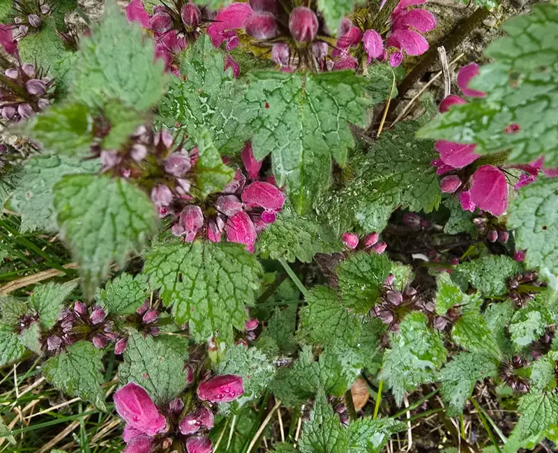 Să înțelegem plantele. Viața secretă a plantelor, nevoile de bază ale plantelor. Cum să ai plante fericite.