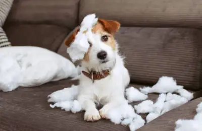 Is Your Dog Home Alone Too Much? 5 Tricks to Prevent Household Damage