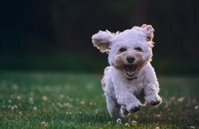 Success Stories: The Transformation of Rescued Companion Animals and Their Impact on People's Lives