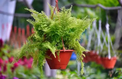 11 Steps to Growing Ferns