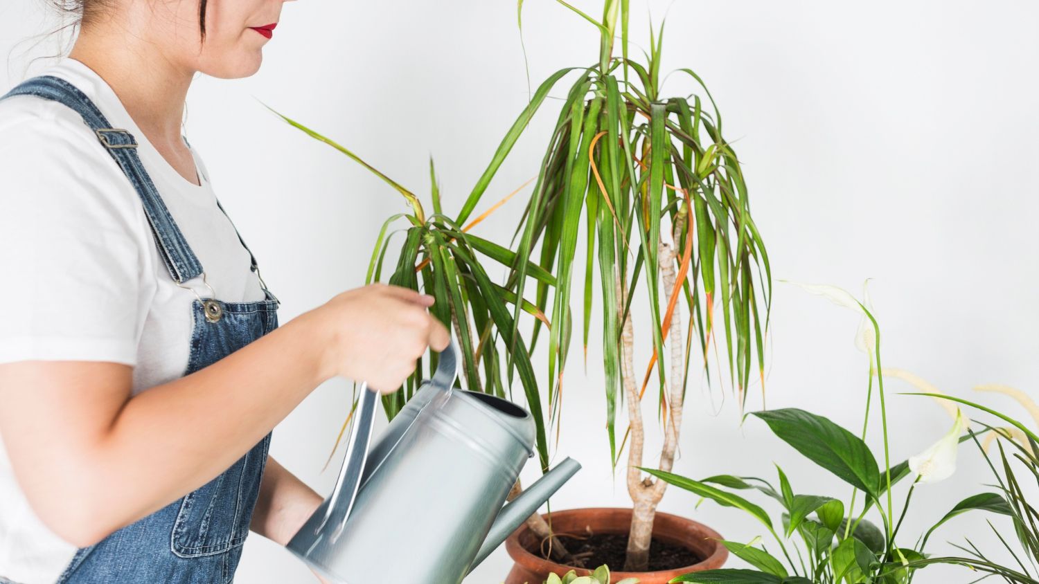 Ce se întâmplă cu plantele tale când pleci în concediu și cum le construiești un „sistem de supraviețuire” fără gadgeturi scumpe