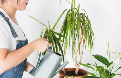 Ce se întâmplă cu plantele tale când pleci în concediu și cum le construiești un „sistem de supraviețuire” fără gadgeturi scumpe