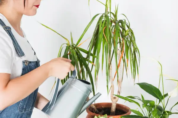 Ce se întâmplă cu plantele tale când pleci în concediu și cum le construiești un „sistem de supraviețuire” fără gadgeturi scumpe