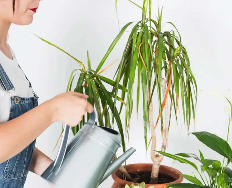 Ce se întâmplă cu plantele tale când pleci în concediu și cum le construiești un „sistem de supraviețuire” fără gadgeturi scumpe