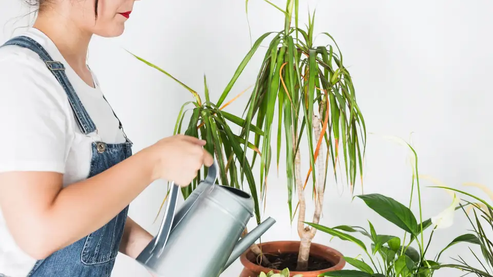 Ce se întâmplă cu plantele tale când pleci în concediu și cum le construiești un „sistem de supraviețuire” fără gadgeturi scumpe