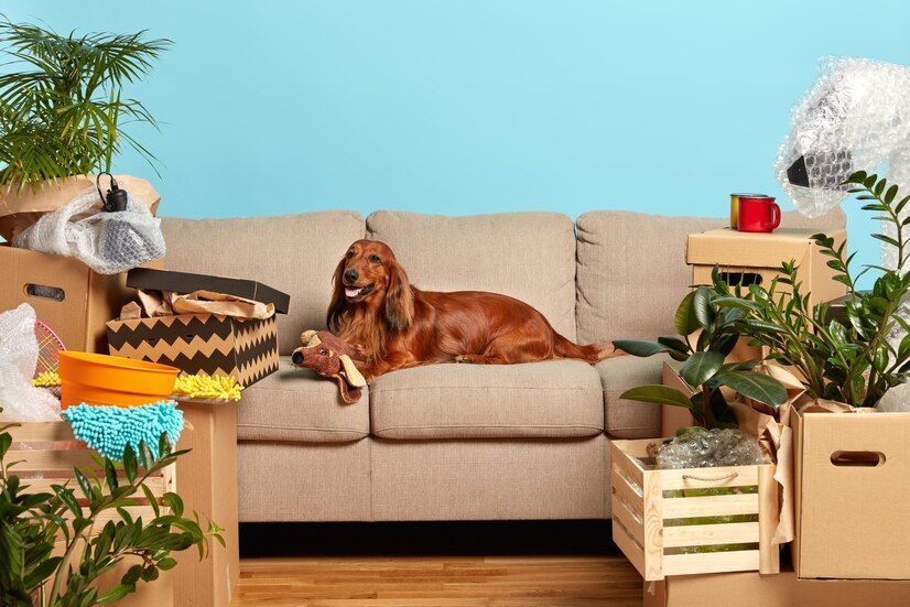 Helpful Remedies for Canine Dermatitis