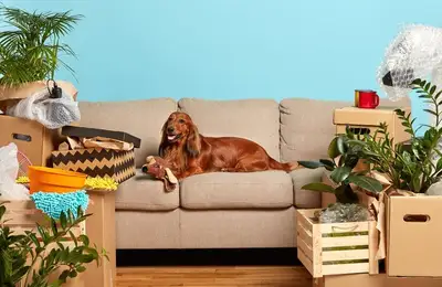 Helpful Remedies for Canine Dermatitis
