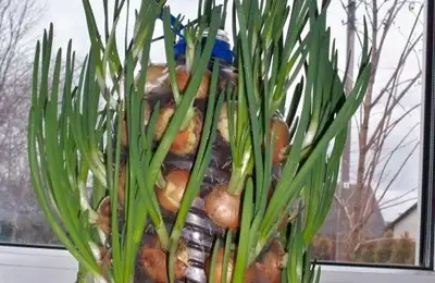 Growing Onions on a Windowsill