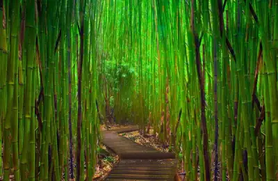 Something Unique for Your Garden: How to Plant Bamboo? (VIDEO)