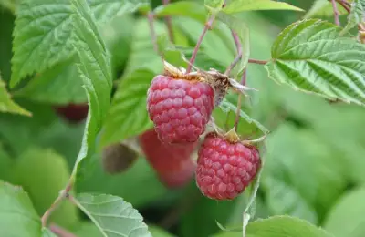 Tutorial: How to Plant Raspberries (VIDEO)