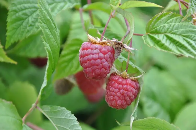 Tutorial: How to Plant Raspberries (VIDEO)