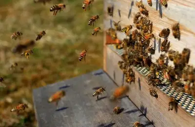 Essential Tools for a Beekeeper: A Brief Guide