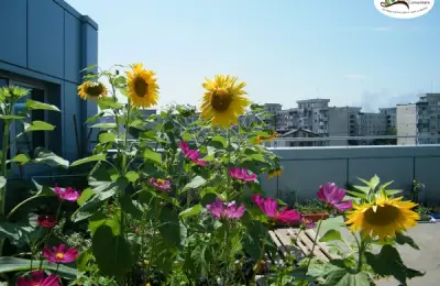 Rooftop Gardens: Green Oases in the Heart of Cities