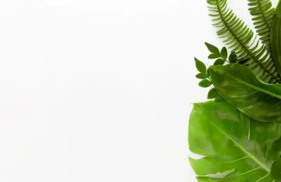 How to Properly Care for Your Plants