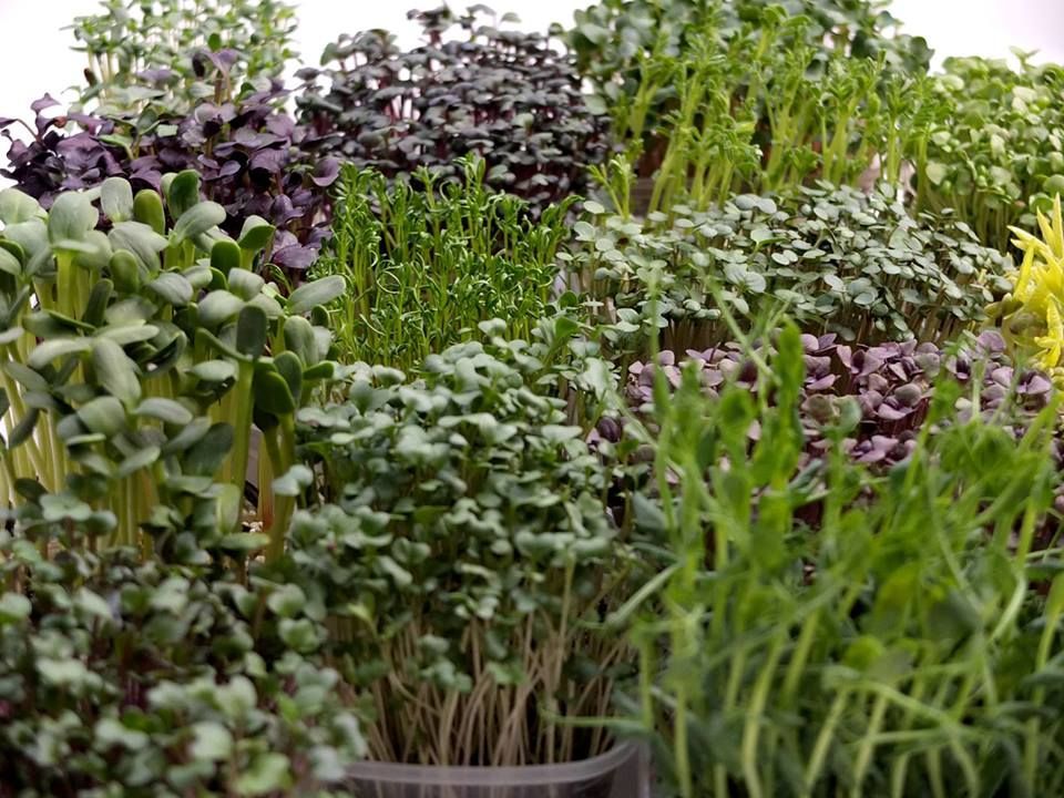 Microgreens  gradini cu microplante comestibile