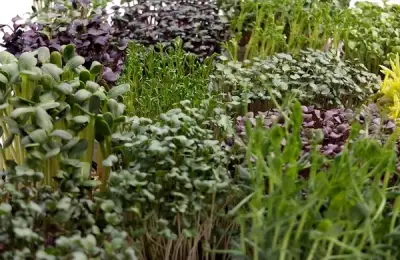 Microgreens: Edible Microplant Gardens