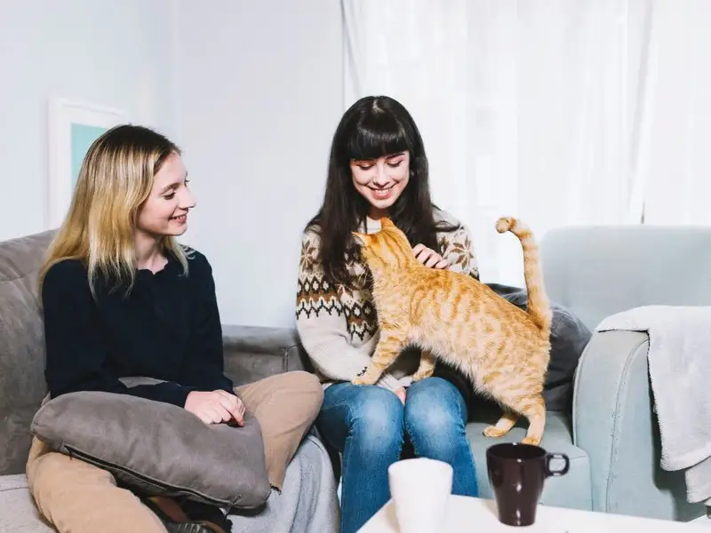 Rolul pisicilor în îmbunătățirea interacțiunii sociale în apartament