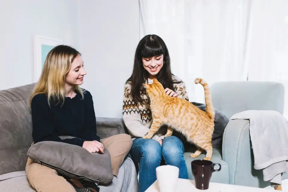 Rolul pisicilor în îmbunătățirea interacțiunii sociale în apartament