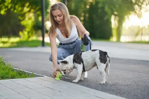 Hidratarea animalelor de companie în perioada caniculei: Tot ce trebuie să știți