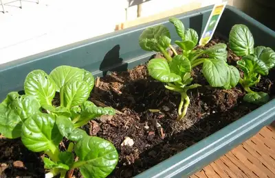 Caring for Windowsill Plants