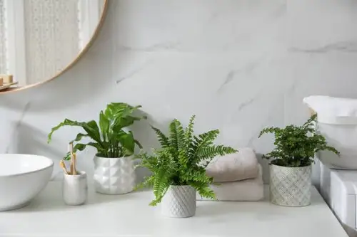 Plante în baie: O oază de verde în spațiul tău personal