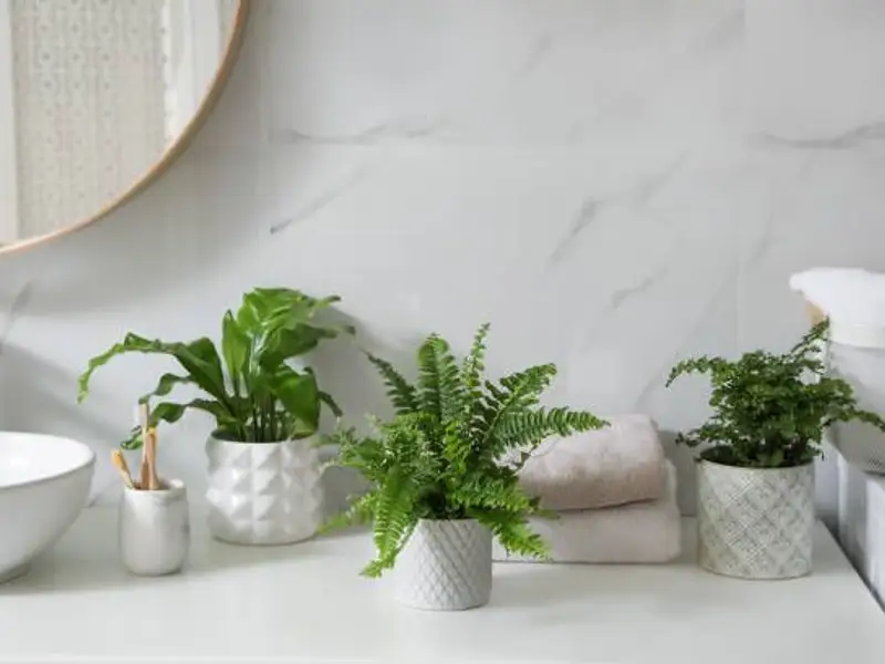 Plante în baie: O oază de verde în spațiul tău personal