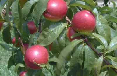 Tutorial: How to Plant a Nectarine Tree (VIDEO)