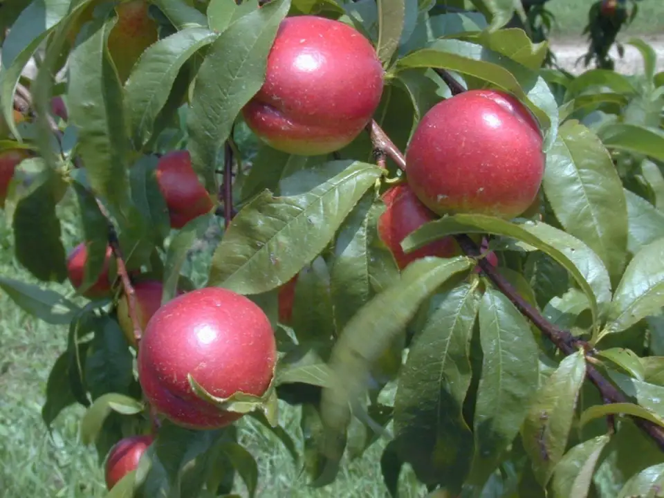Tutorial: How to Plant a Nectarine Tree (VIDEO)