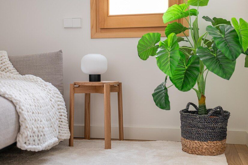 Top 5 arbori potriviți pentru interior care pot schimba aspectul casei tale