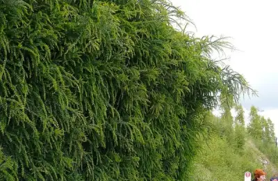 Living Fences: Ideal for Enclosing Yards