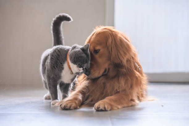 Vrei să-ți iei un animal de companie? Iată ce trebuie să știi