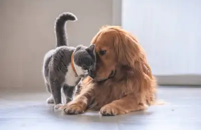 Thinking of Getting a Pet? Here's What You Need to Know