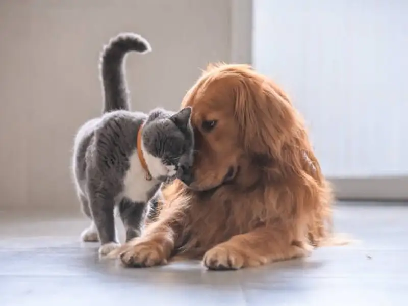Vrei să-ți iei un animal de companie? Iată ce trebuie să știi